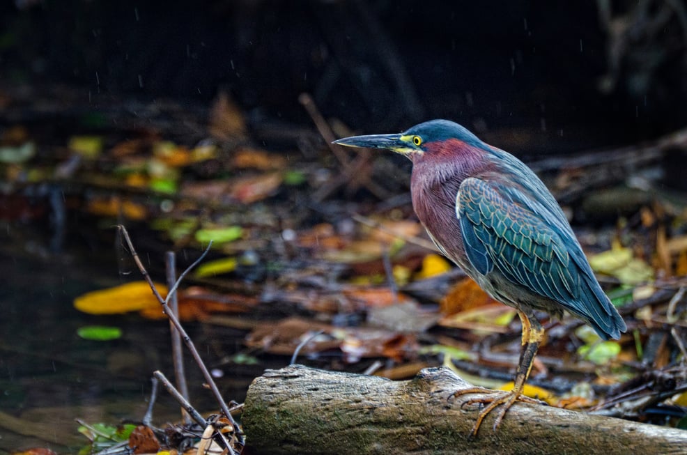 green heron in Dominica